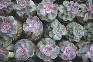 Thriving with Succulents: Tips for Successful Growth