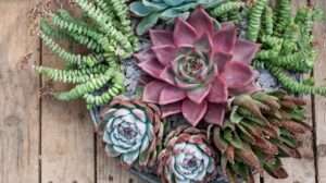 Do Succulents Die After Flowering? The Truth About Post-Bloom Care