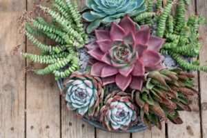 Do Succulents Die After Flowering? The Truth About Post-Bloom Care