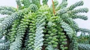 Unleashing the Beauty of Donkey Tail Succulent: A Guide to Growing and Caring for this Unique Plant