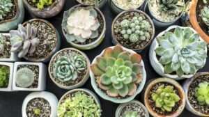 The Slow and Steady Growth of Succulents: Understanding How Long They Take to Flourish