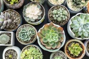 The Slow and Steady Growth of Succulents: Understanding How Long They Take to Flourish