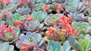 Why Are My Succulent Leaves Falling Off? Understanding the Causes and Solutions