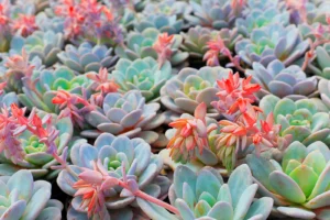 How Large Can Succulents Grow? Exploring the Size Potential of These Hardy Plants