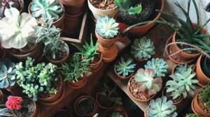 Do Succulents Thrive in Humid Environments? Exploring the Relationship Between Succulents and Humidity