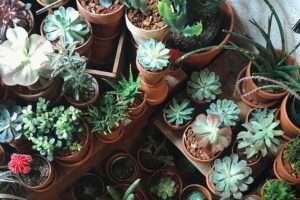 Why Are My Succulents Dying? Common Mistakes and How to Save Them