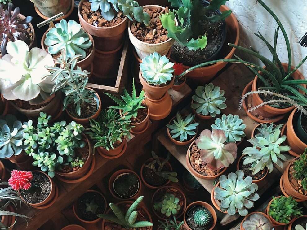 Why Are My Succulents Dying? Common Mistakes and How to Save Them