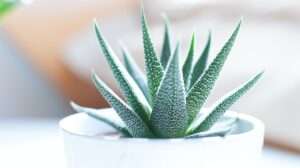 Succulent Care Troubleshooting