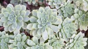 Succulent Landscaping and Outdoor Displays