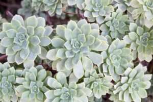 Succulent Landscaping and Outdoor Displays