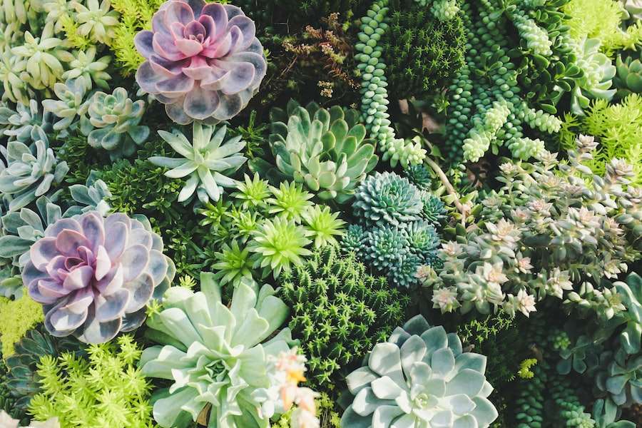Succulent Gifts and Gift Ideas