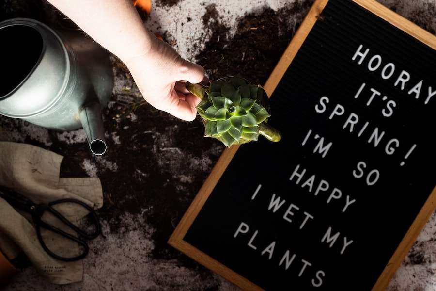 Watering Succulents Effectively