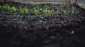 Succulent Soil Requirements
