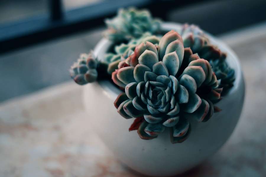 Succulent Crafts and Accessories: DIY Ideas for Personal Touches