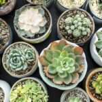 Do Succulents Need Drainage? The Importance of Proper Watering for Healthy Plants