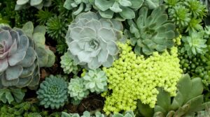Greening Up Your Succulents: A Guide to Fertilizing for Optimal Growth