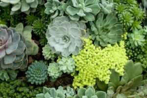 Bringing the Outdoors In: How Indoor Succulents Can Transform Your Space