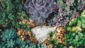 Succulent Potting Projects: DIY Ideas for Creative Displays