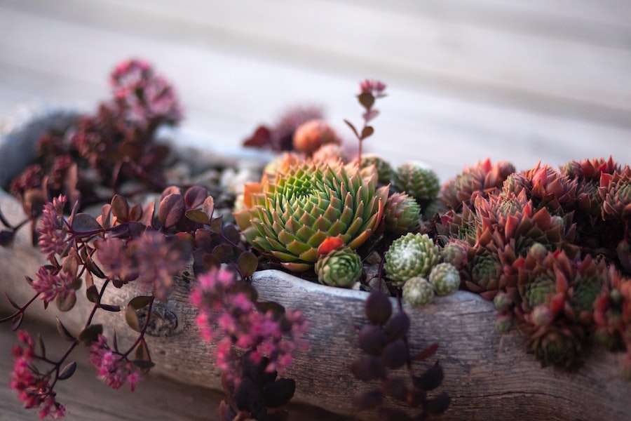 Succulent Potting Projects: DIY Ideas for Creative Displays