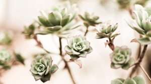 Succulent Combinations: Creating Stunning Displays