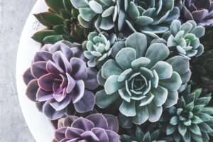 Introduction to Succulent Care