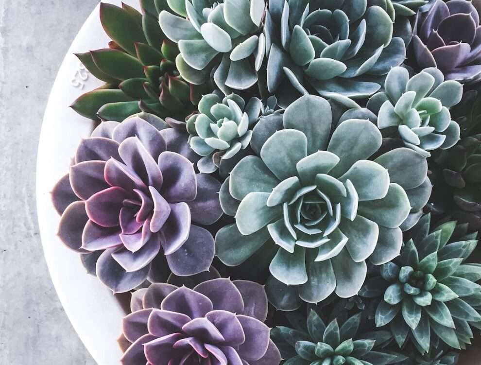 Introduction to Succulent Care