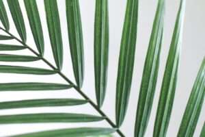 Jade Plants: Symbolizing Life and Prosperity