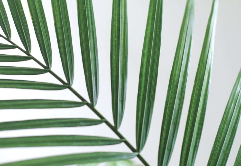 Jade Plants: Symbolizing Life and Prosperity
