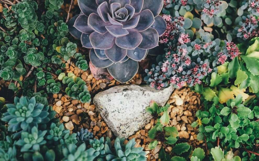 Choosing the Right Succulents