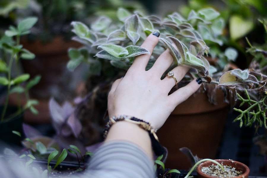 Choosing the Right Pots for Succulents