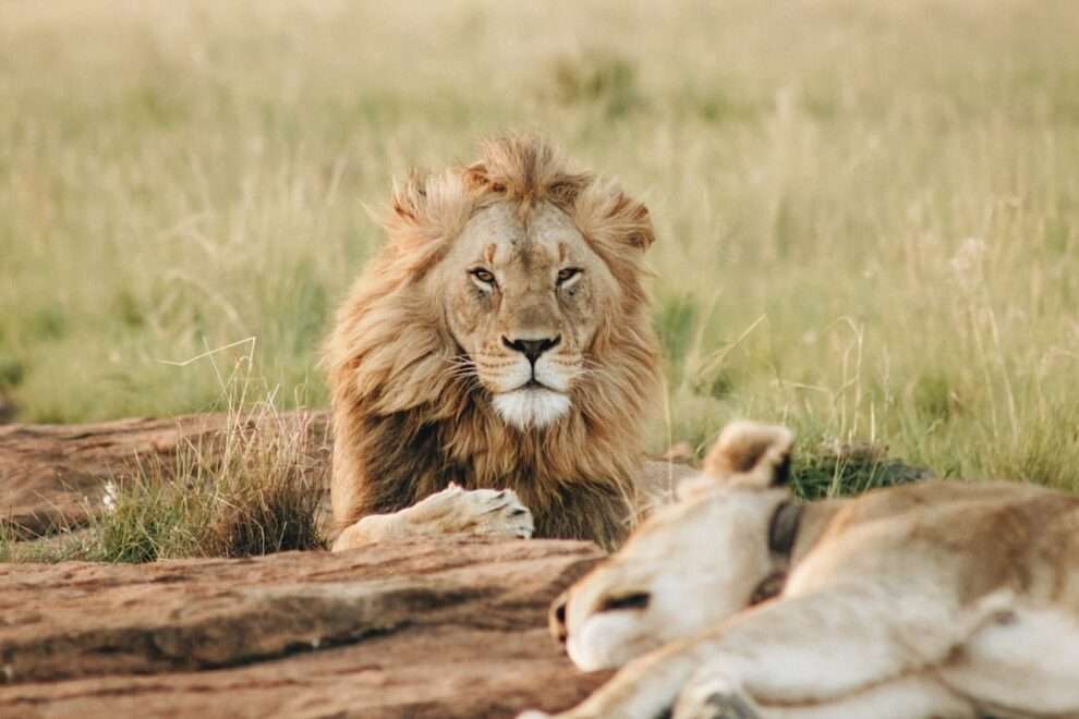 Photo Image: Typewriter, Safari